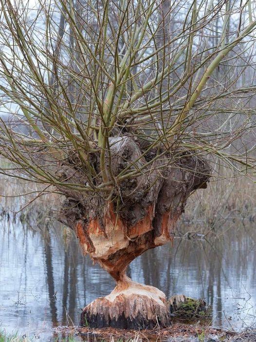 beaver-willow-coppice.jpg