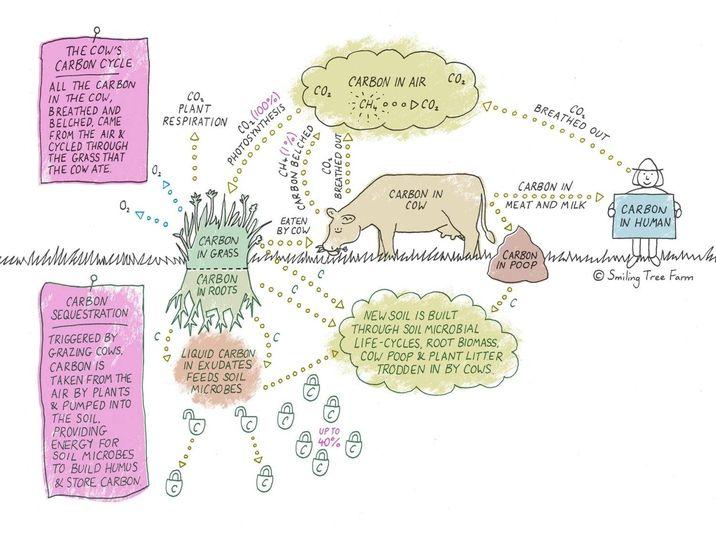 cow-carbon-cycle.jpg