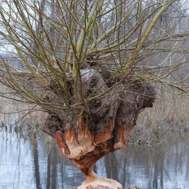 beaver-willow-coppice.jpg