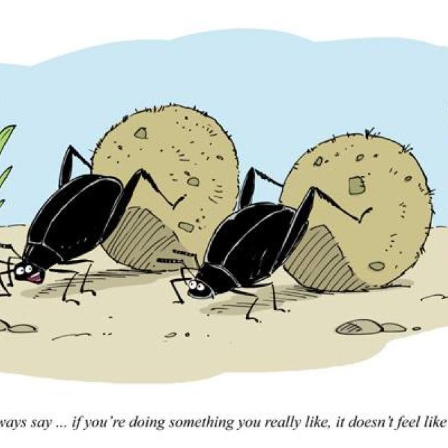 dung beetles.jpg